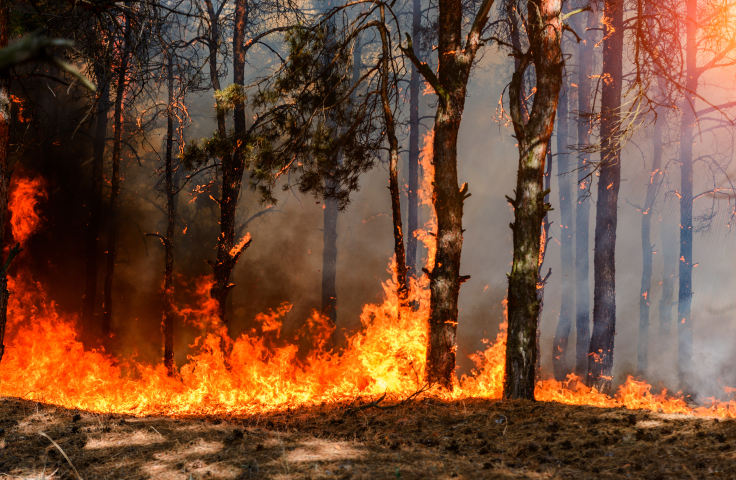 bushfire