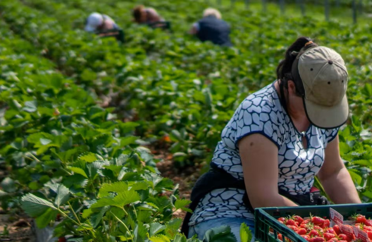 strawberry picking